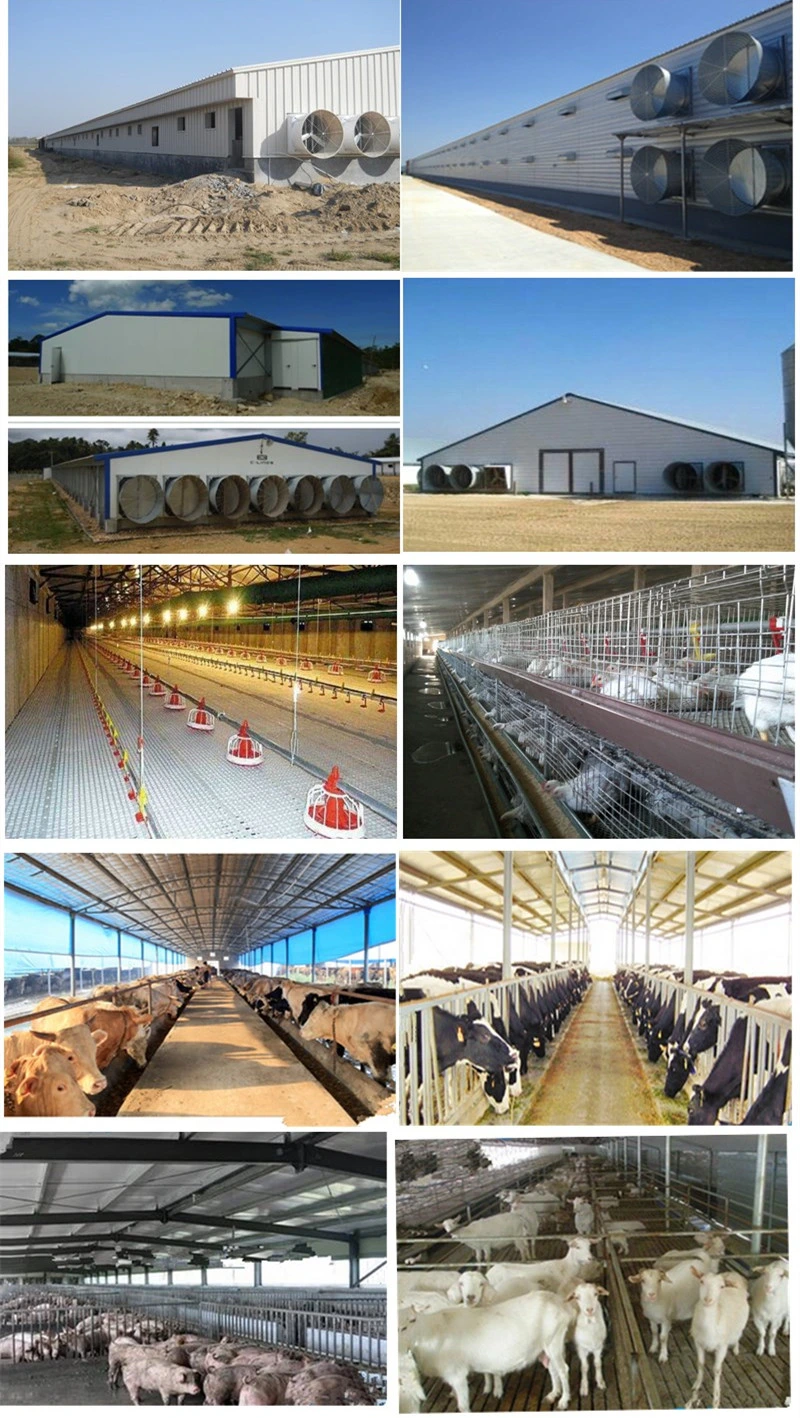 One-Stop Steel Structure Poultry Chicken House